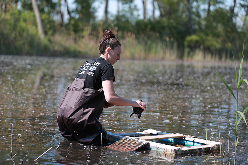 turtle research