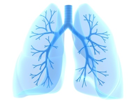 lungs