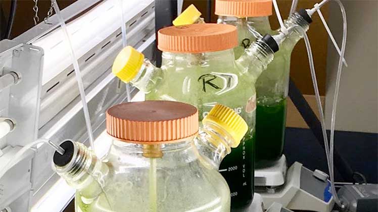 Photo of algae filled containers in a laboratory