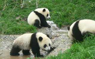pandas 