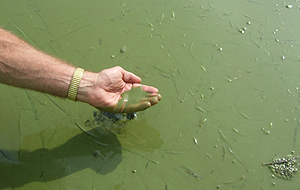 Harmful Algae Blooms