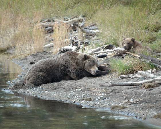 bears napping near river