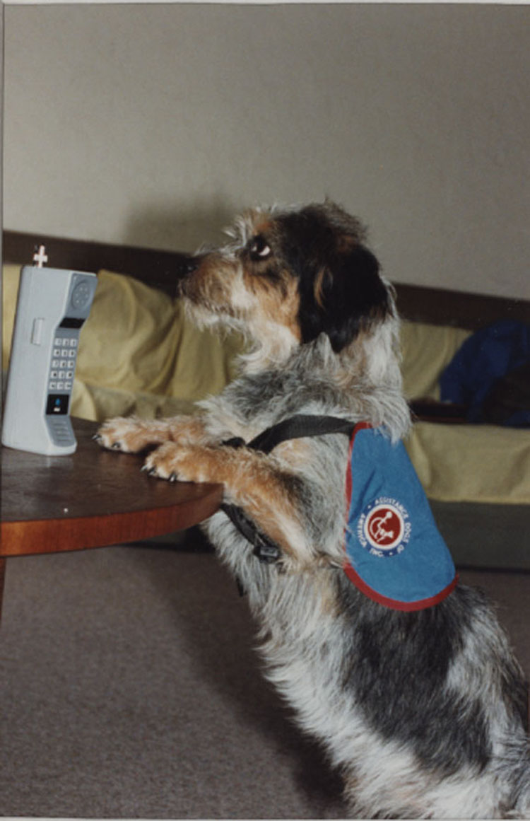 Assistance dog getting a phone