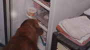 Guide dog getting food from the refrigerator