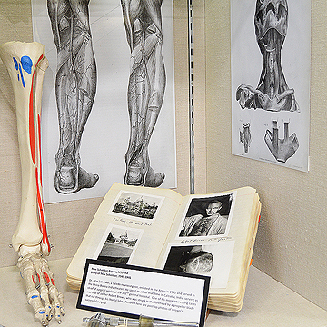 Bone model and illustrations