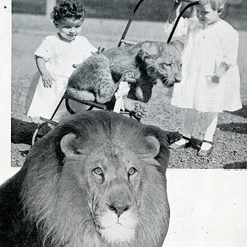 Photos of lions, and lion cubs with young children
