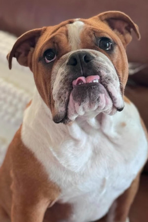 Ruby, the emotional support bulldog for the AEC