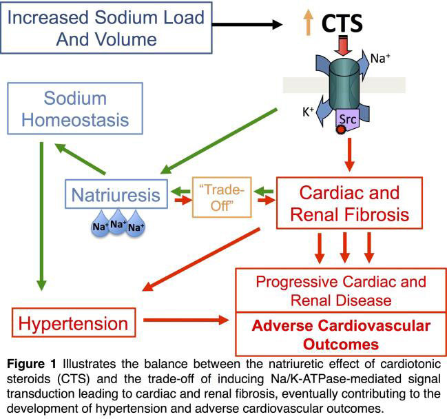 Figure 1 illustrates the balance between the natriuretic effect of cardiotonic steroids (CTS) and the trade-off of inducing Na/K-ATPase-mediated signal transduction leading to cardiac and renal fibrosis.