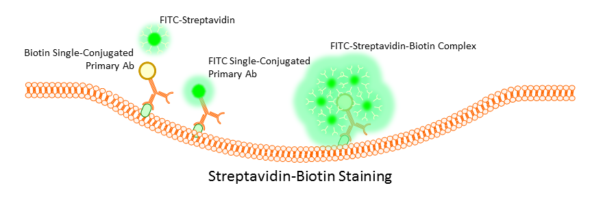 Streptavidin Staining