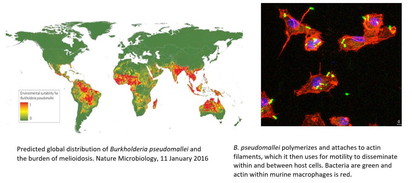 Wooten Melioidosis photo