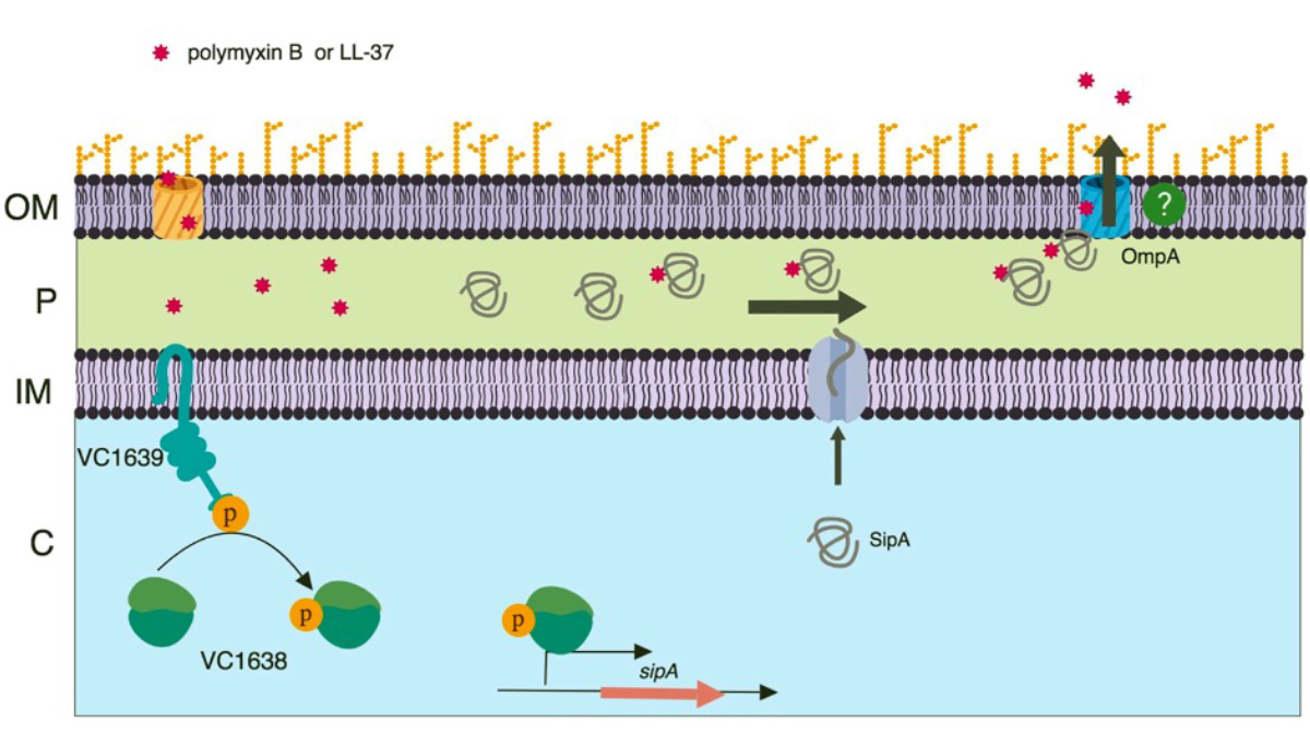 Illustrated model of the Vibrio cholerae antimicrobial peptide stress response. Polymyxin B or LL-37 enter the periplasm, where SipA binds the peptides and signals through VC1639 and VC1638 to activate sipA expression. The figure also depicts peptide export through the outer membrane protein OmpA.