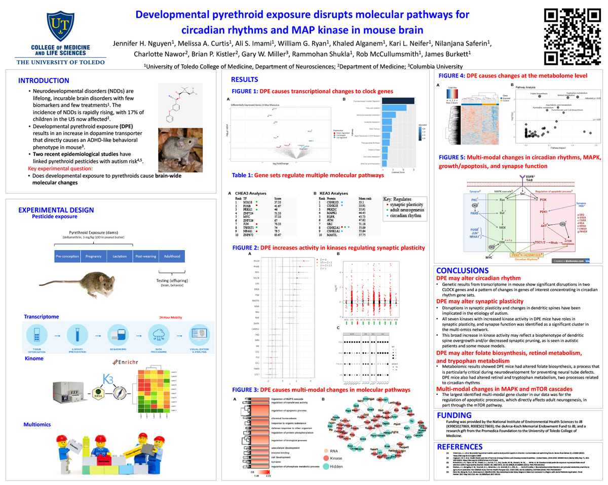 Image of presentation slide, titled "Developmental pyrethroid exposure disrupts molecular pathways for circadian rhythms and MAP kinase in mouse brain"