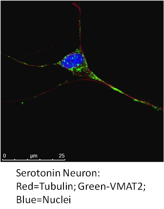 5ht neuron2