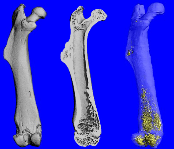 Photo of Bone marrow lipids on blue background