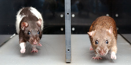 Britton Koch Rats