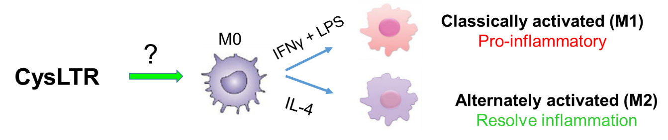 macrophage function