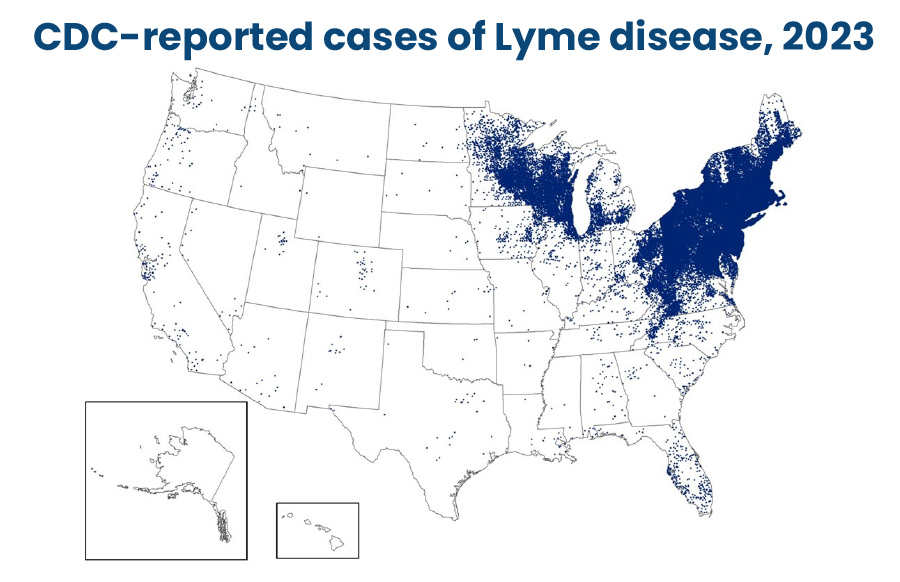 U.S. map of CDC-reported Lyme disease cases in 2023, showing the greatest concentration of cases in the Northeast, Mid-Atlantic and upper Midwest.