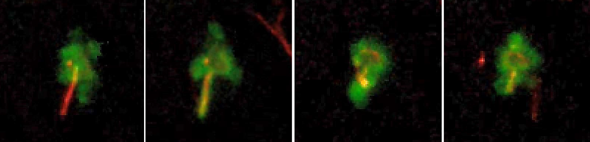 Four microscopy images showing a green antigen-presenting cell engulfing red Borrelia burgdorferi bacteria in mouse skin over time.