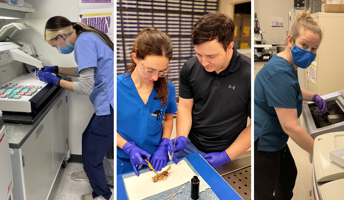 A collage of three pictures showcasing students in the Assistant in Pathology program working in the lab. 