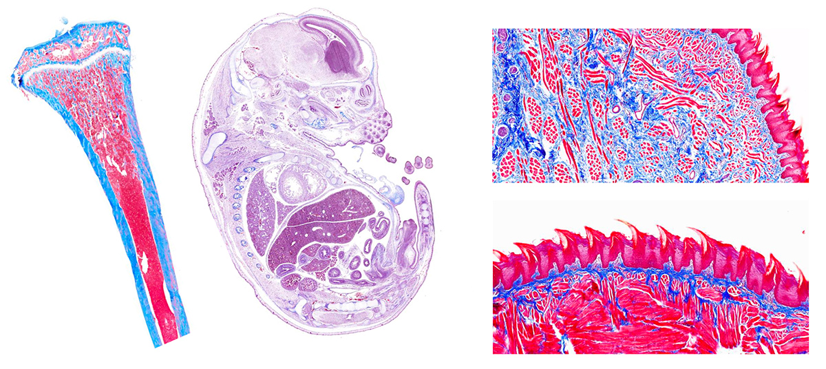 Histology imagery