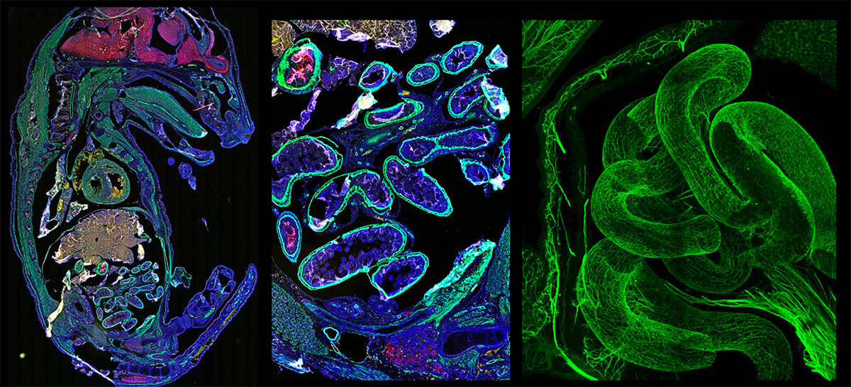 Histology Core