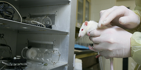 Photo of research mouse