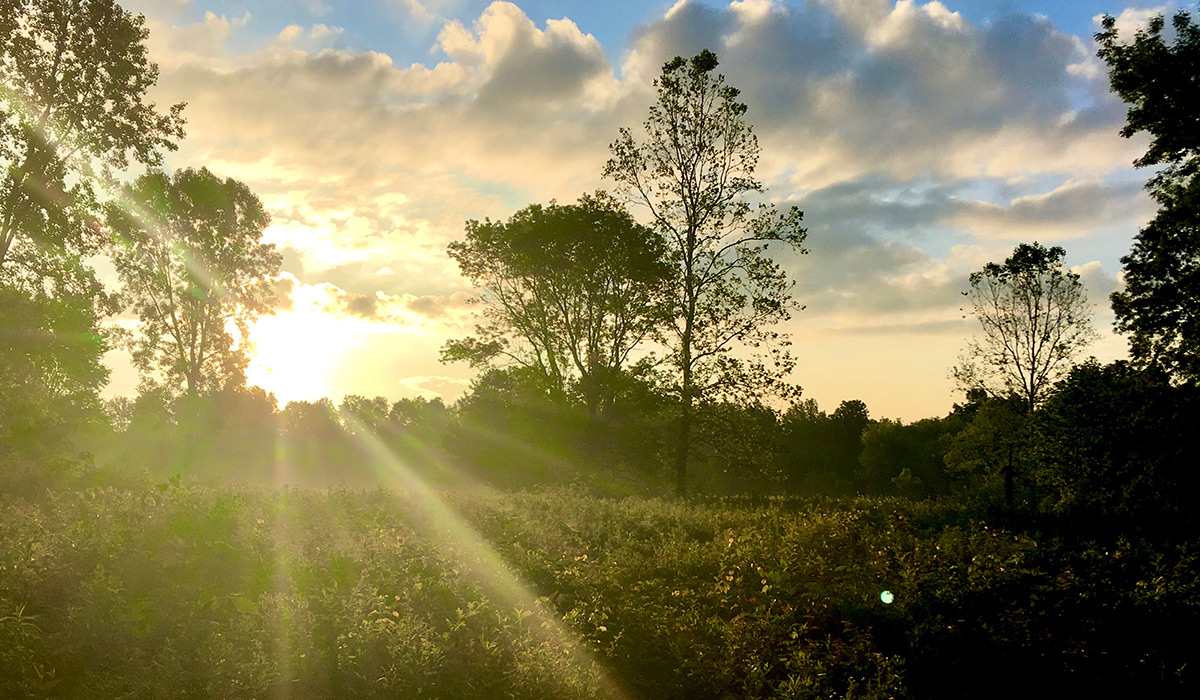 The sun rises over trees at Swan Creek Metropark.