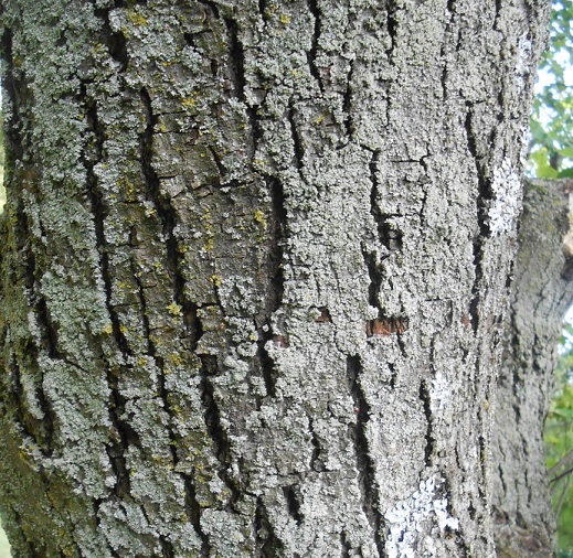 apple serviceberry