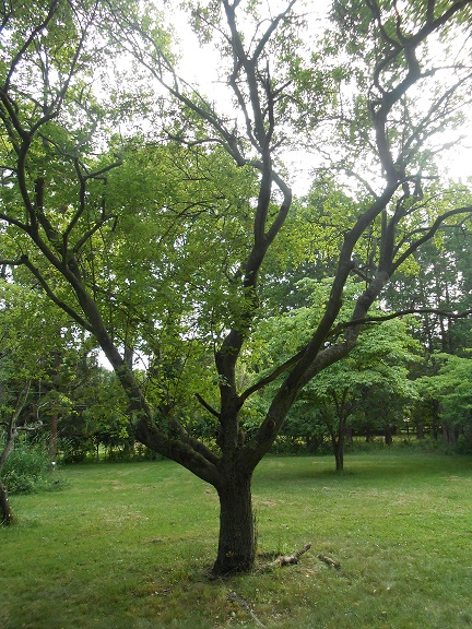 apple serviceberry