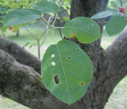 apple serviceberry