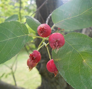 apple serviceberry