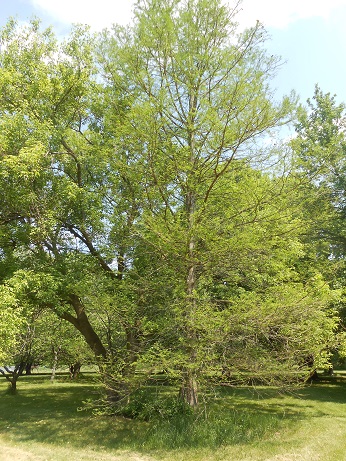 bald cypress