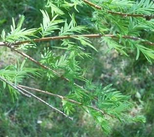 bald cypress