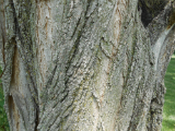 Black Locust Bark