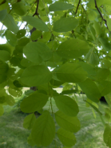 Black Locust Leaf