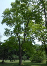 Black Locust Tree