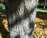 Black Maple Bark