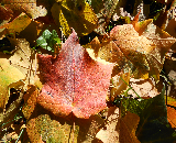 Black Maple Fall Color