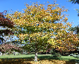 Black Maple Tree