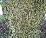 Crimson King Norway Maple Bark