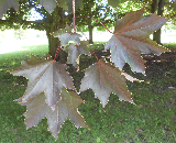 Crimson King Norway Maple