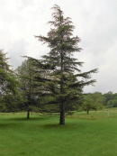 Cedar of Lebanon Tree