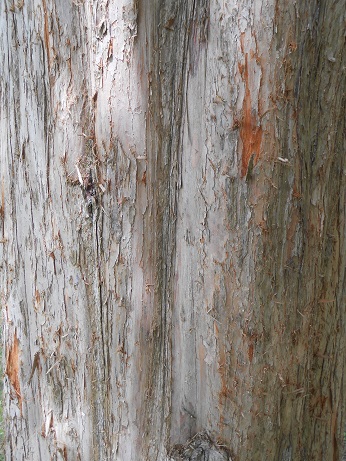 dawn redwood