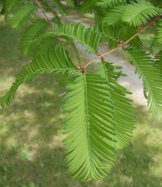 dawn redwood