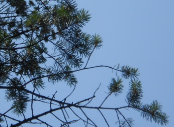 douglas fir