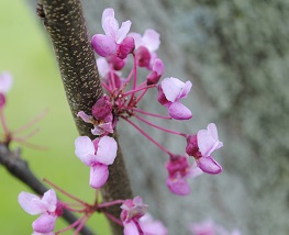 eastern redbud