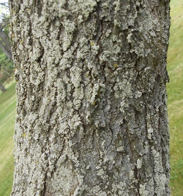 eastern redbud