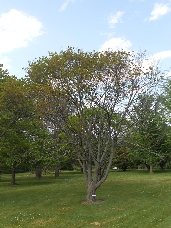 eastern redbud