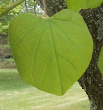 eastern redbud