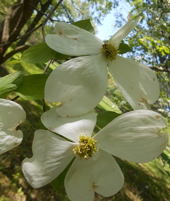 flowering dogwood